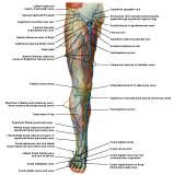 Anatomie: heup,bovenbeen,knie,onderbeen,enkel,voet,acetabulum,collum femoris,trachanter,femur,epicondyl,meniscus,kruisband,cruciate ligament,patella,knieschijf,tibia,fibula,malleolus,talus,calcaneus,tarsus,metatarsus,phalanx,falanx,quadriceps femoris,rectus femoris,sartorius,tensor fasciae latae,tractus iliotibialis,biceps femoris,gastrocnemius,semimembranosus,semitendinosus,soleus,suralis,vena saphena parva,vena saphena magna,sciatic,ischiadicus,peronea